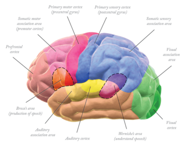 0614-201-brain 0614-201-brain