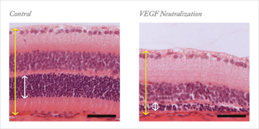 0114-301-fig2 0114-301-fig2