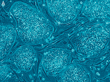 0314-205-stemcells 0314-205-stemcells