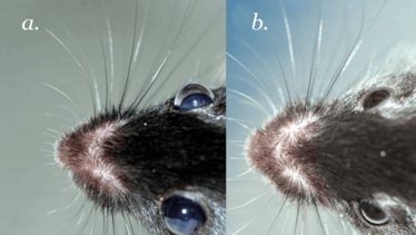 0914-201-figure1 0914-201-figure1
