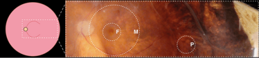 0814-202-upfront-fig1 0814-202-upfront-fig1